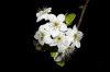 Bradford Pear