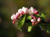 apple-blossom by Gyorgy Decsi