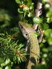 Lacerta Viridis by Gyorgy Decsi