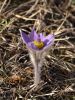 pasqueflower 2