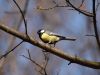 Titmouse