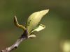bud by Gyorgy Decsi