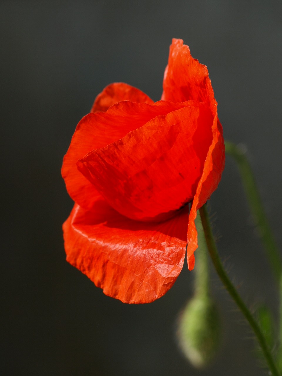 Poppy