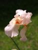 Iris by Gyorgy Decsi