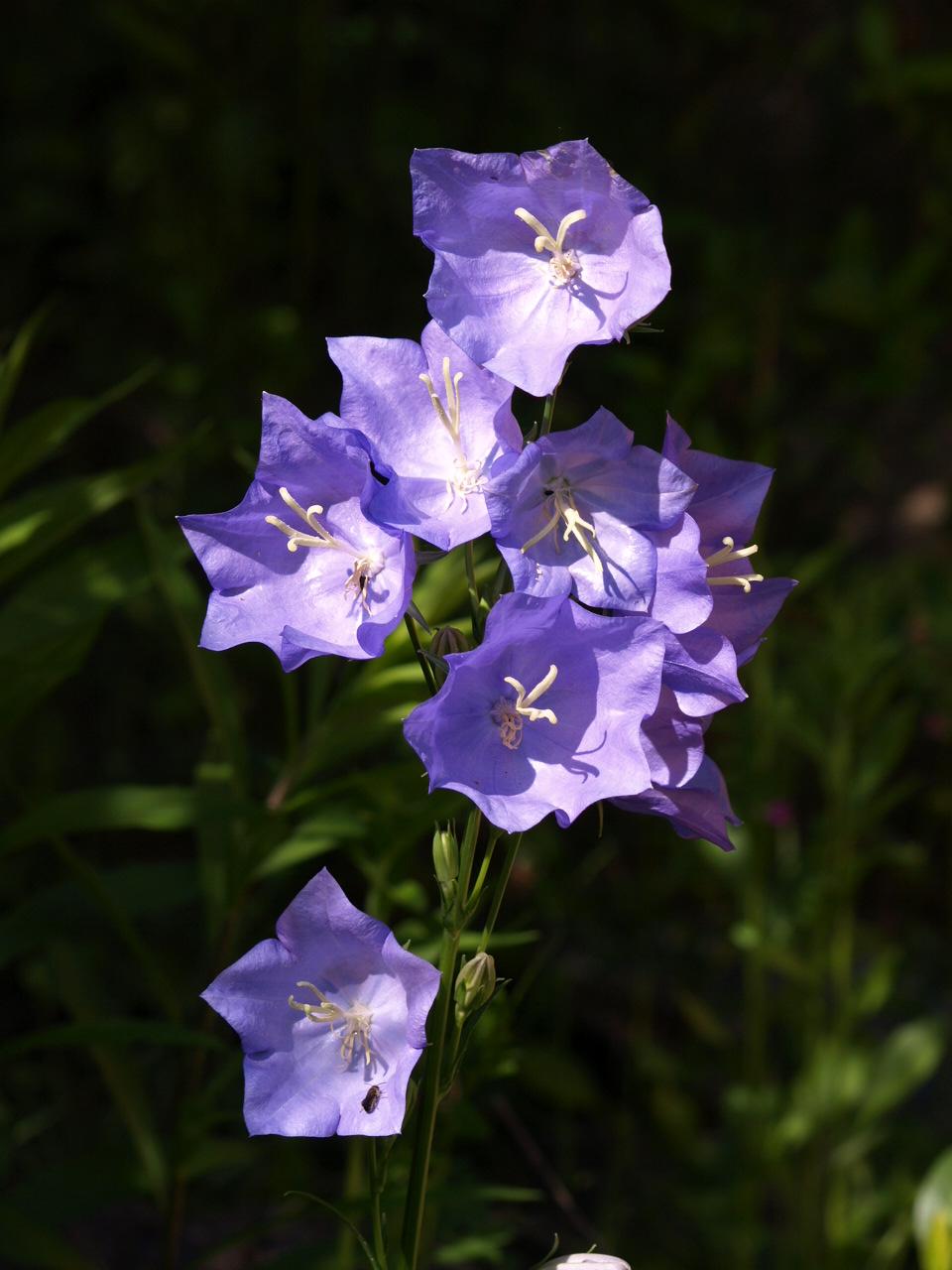 Blue bells