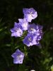 Blue bells by Gyorgy Decsi