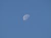 pigeon landing on the Moon by Gyorgy Decsi