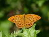 Butterfly by Gyorgy Decsi
