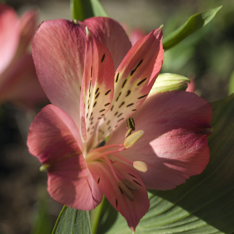 Red Lily