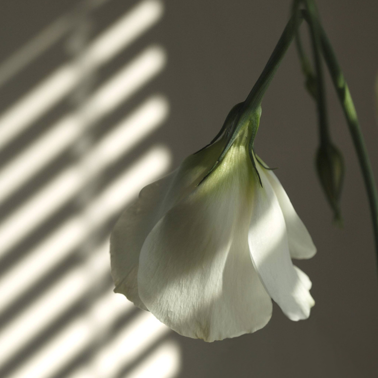 White Lily