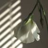 White Lily