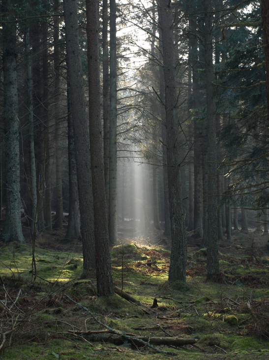misty forrest 1