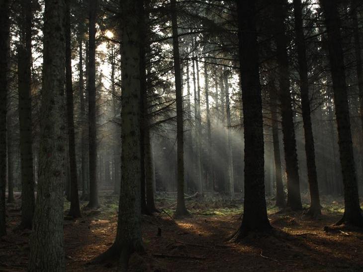 misty forrest 2