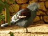 australin bird