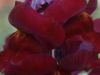 deep red