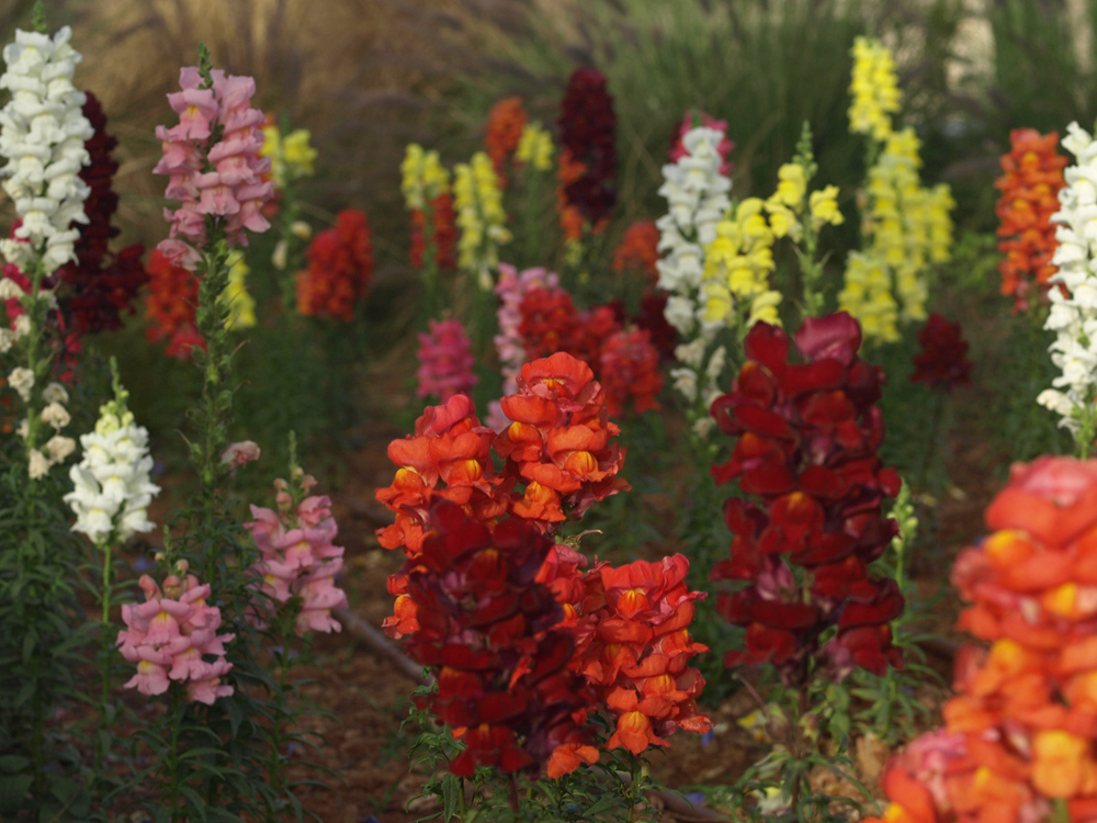 field of coloures