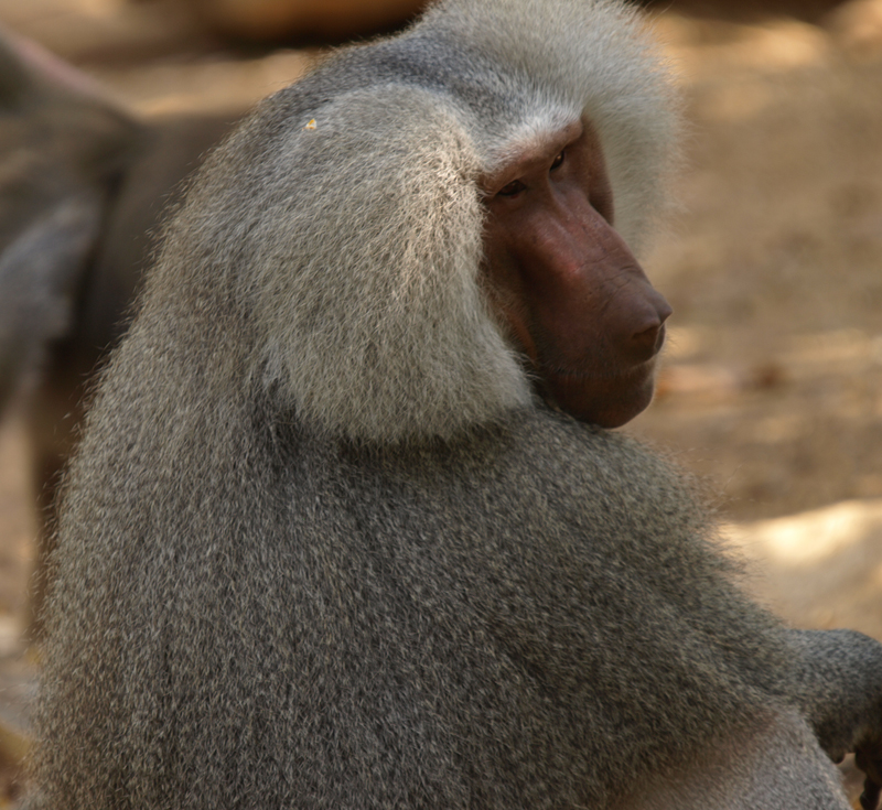 hairdo