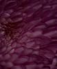 untiteled
