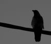 bird on a wire