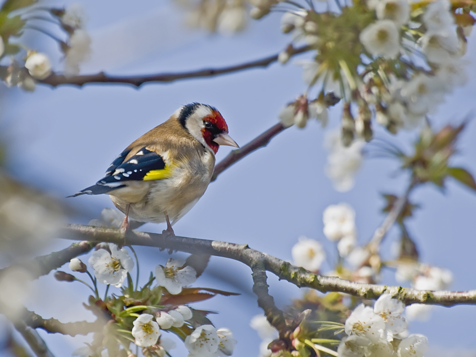 Goldfinch