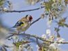 Goldfinch by david Swinnerton