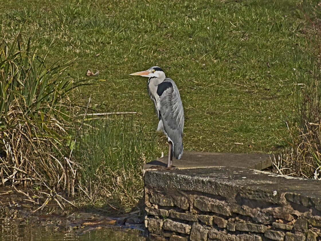 Heron