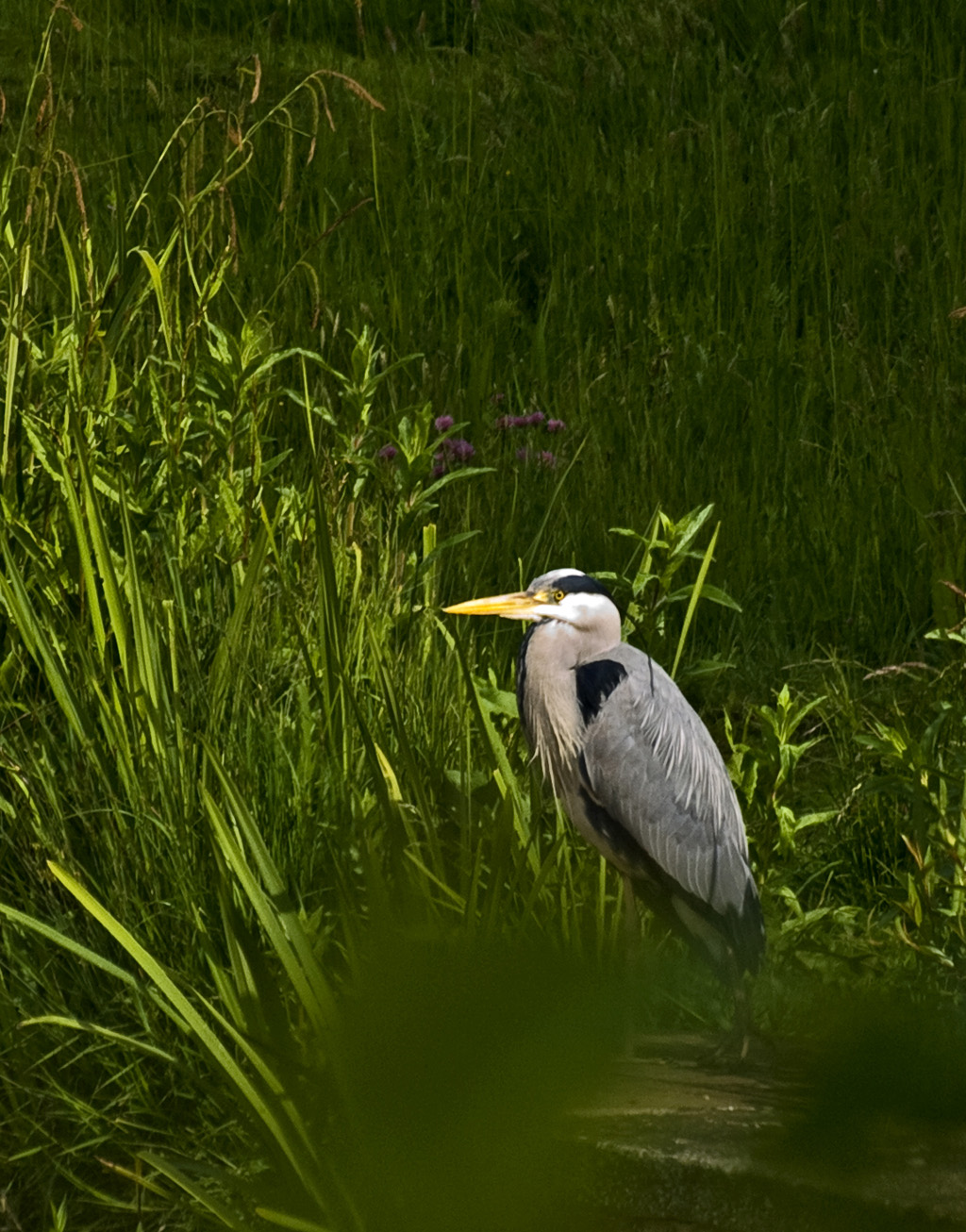 Heron through the trees