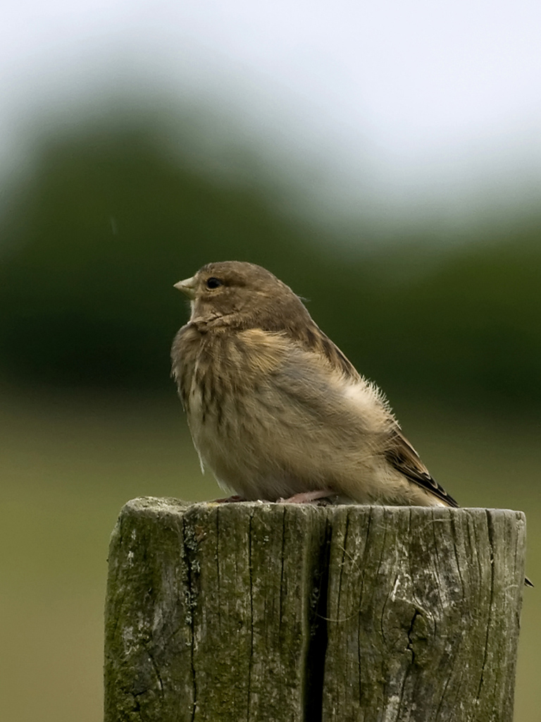 Linnet