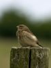 Linnet