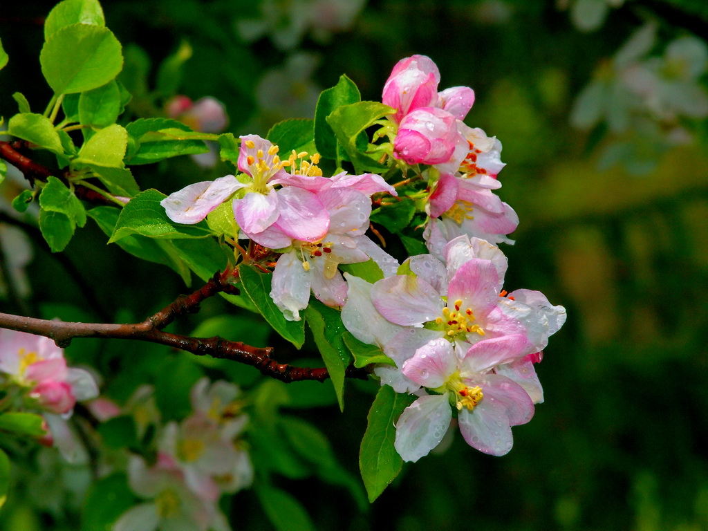 Apple Blossom in the rain
