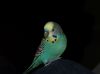 Budgie close up