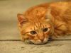 Orange Cat by Zahari Majid