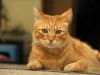 Ginger (Cat) by Zahari Majid