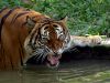 Malayan Tiger by Zahari Majid