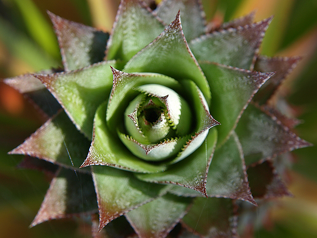 Pineapple flower