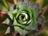 Pineapple flower by Zahari Majid
