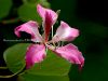 Pink and Wild by Zahari Majid