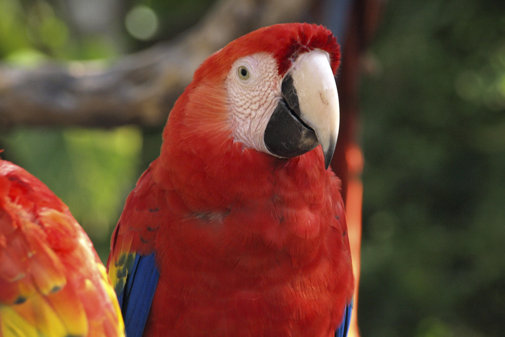 Macaw