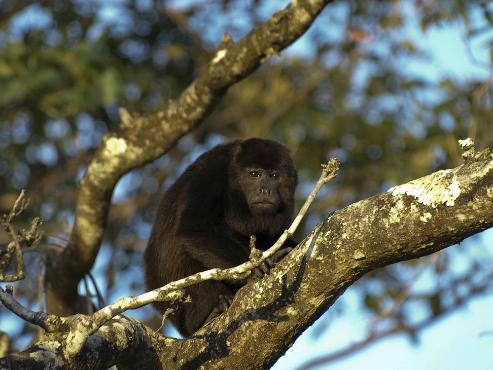 Howler Monkey in Costa Rica