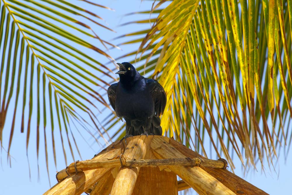 Great Tailed Grackle