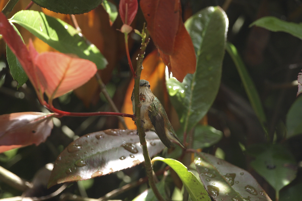 Hummingbird Perched