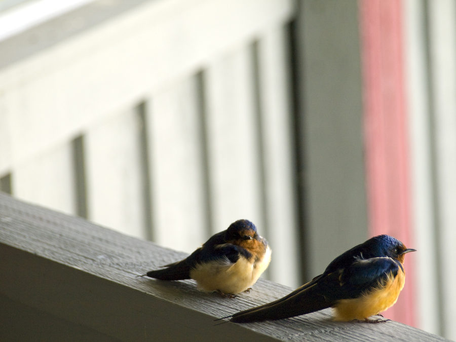 Swallows