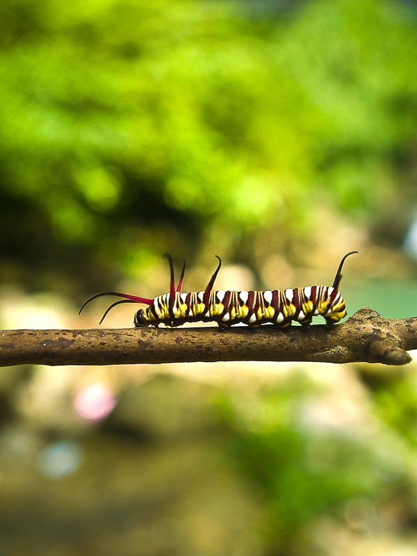 Colorful Worm