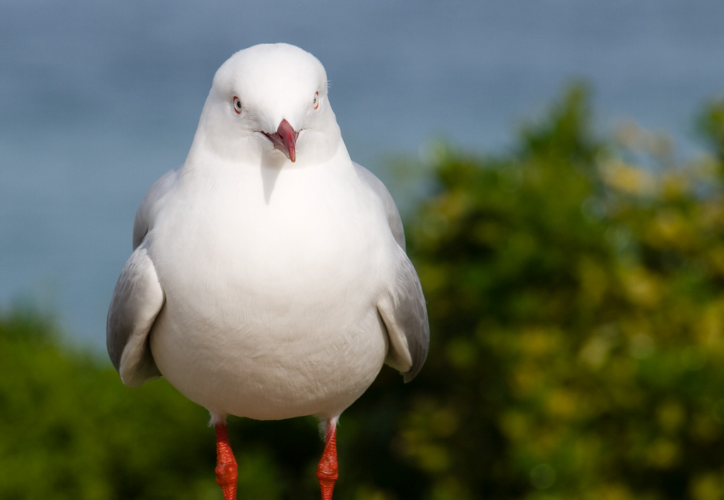 Silver Pacific Gull