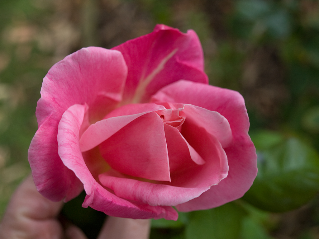 Rose 1