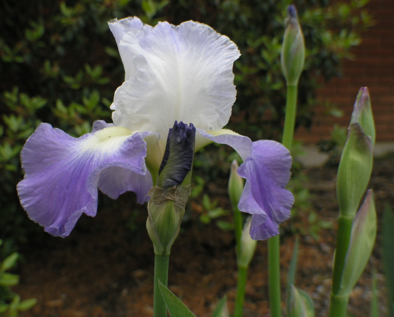 First Year Iris