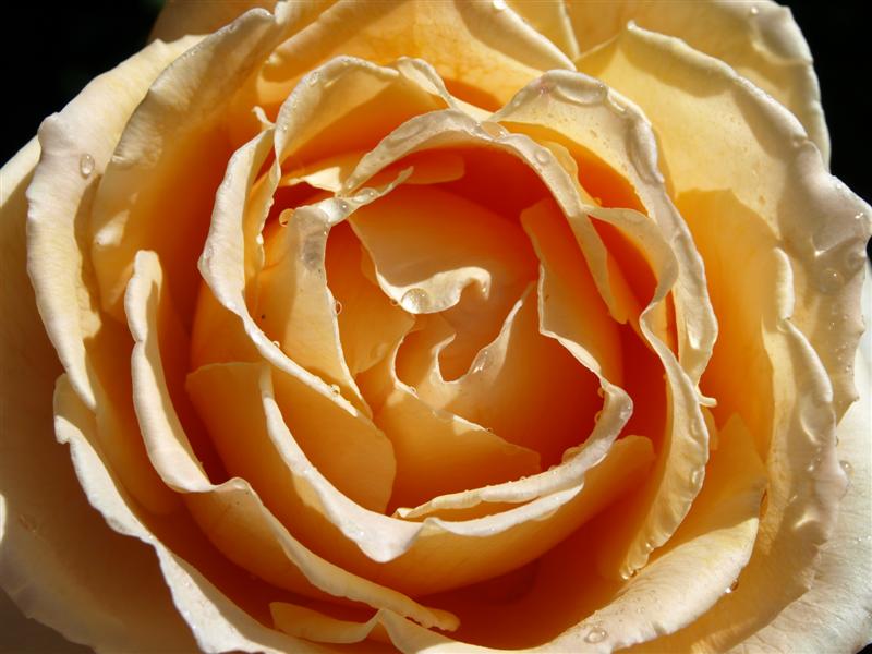Creamy rose