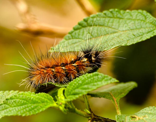 Caterpillar