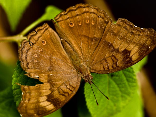 Chocolate Pansy