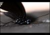 Dying Beauty
